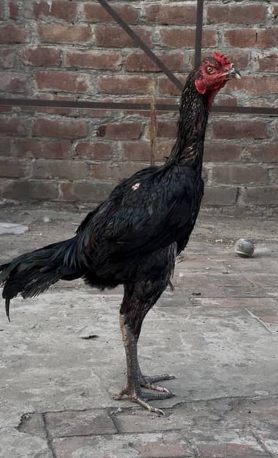 Aseel Burmi pakoya