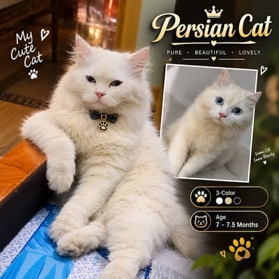 Persian cat age 7 ma