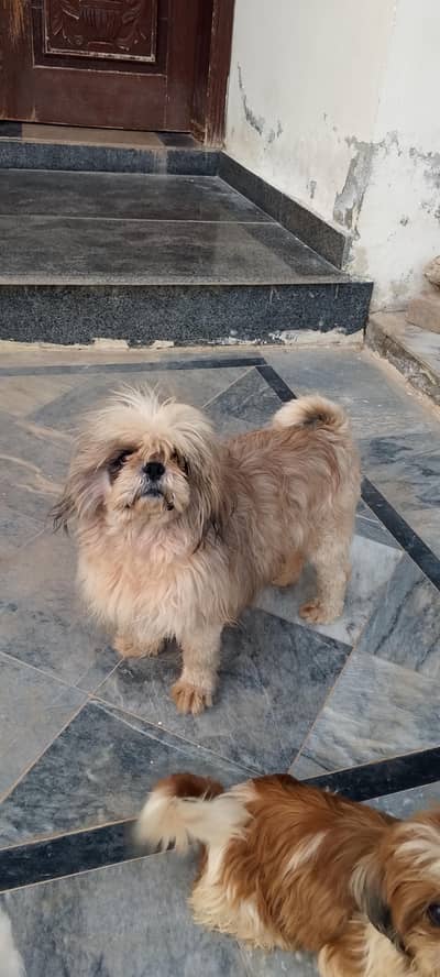 shihtzu adult