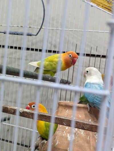 Love Birds Australian Parrots
