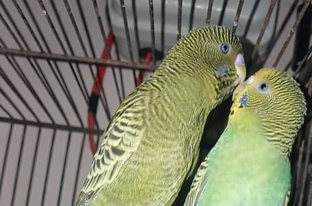 black face breeder pair