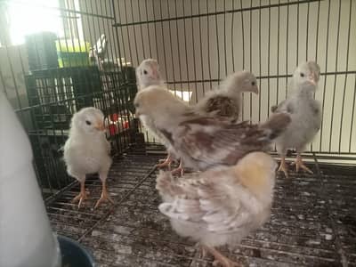 desi chozay chicks