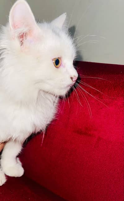 Two Persian Kittens, Black and White.