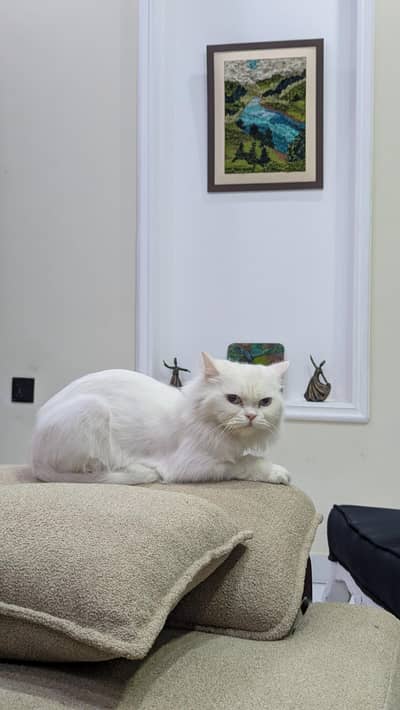 Persian cat triple coated