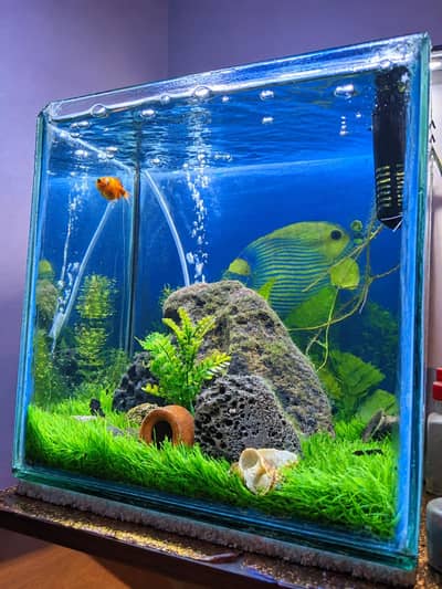 Fish tank with decorations