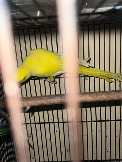 yellow ring neck male