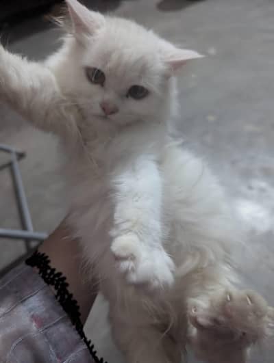 amaircan full white