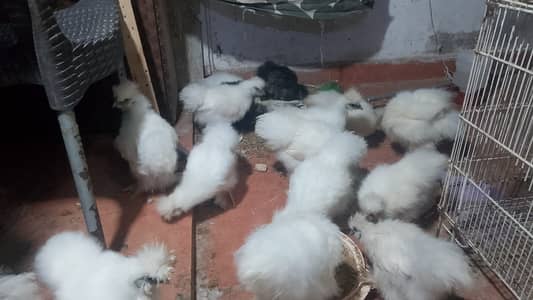 2 male  Silkie available 3 month age 5500rs