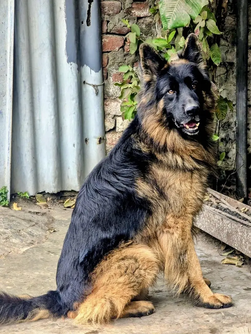 Pedigree Long Coat Male Available for stud - Not For Sale
