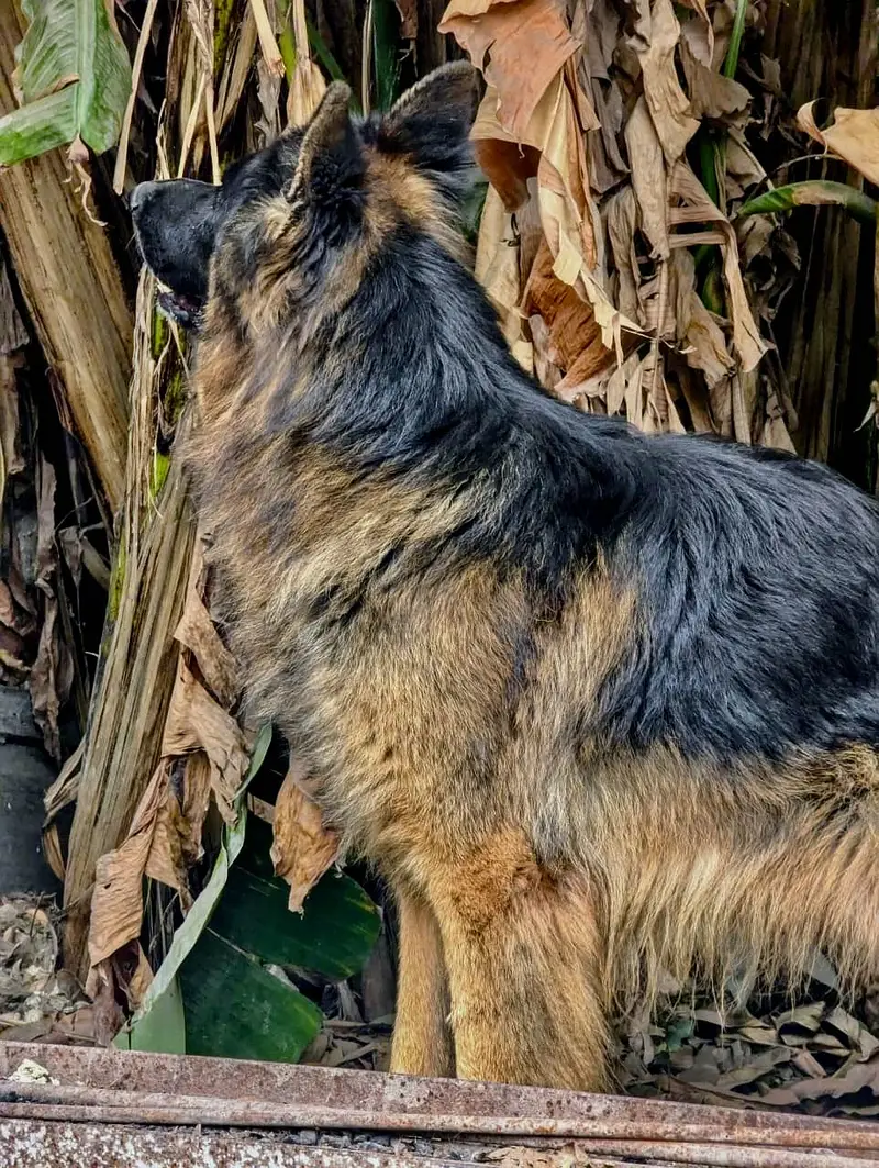 Pedigree Long Coat Male Available for stud - Not For Sale — photo 2