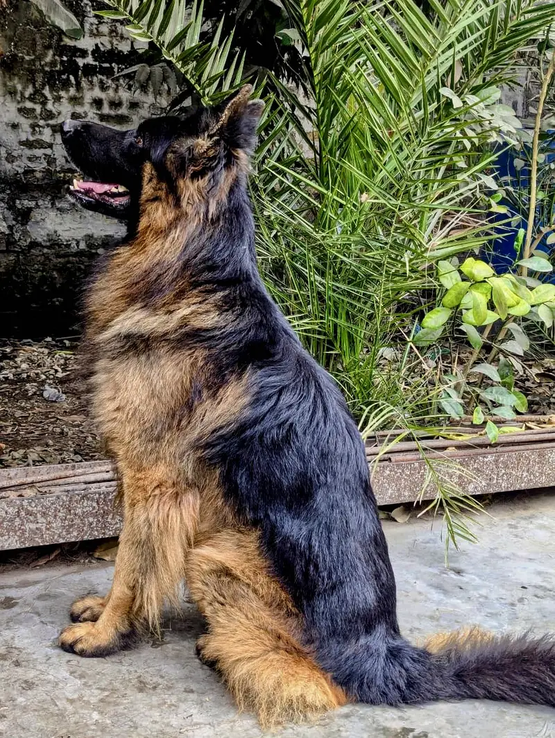 Pedigree Long Coat Male Available for stud - Not For Sale — photo 3
