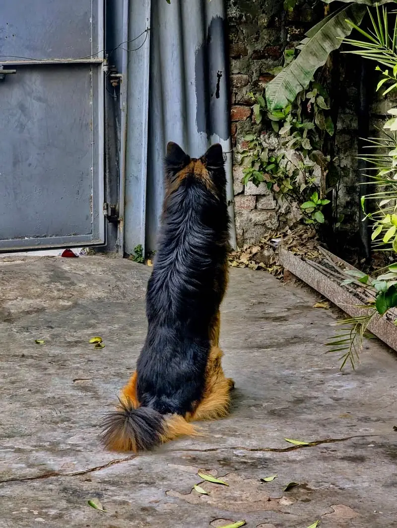 Pedigree Long Coat Male Available for stud - Not For Sale — photo 4