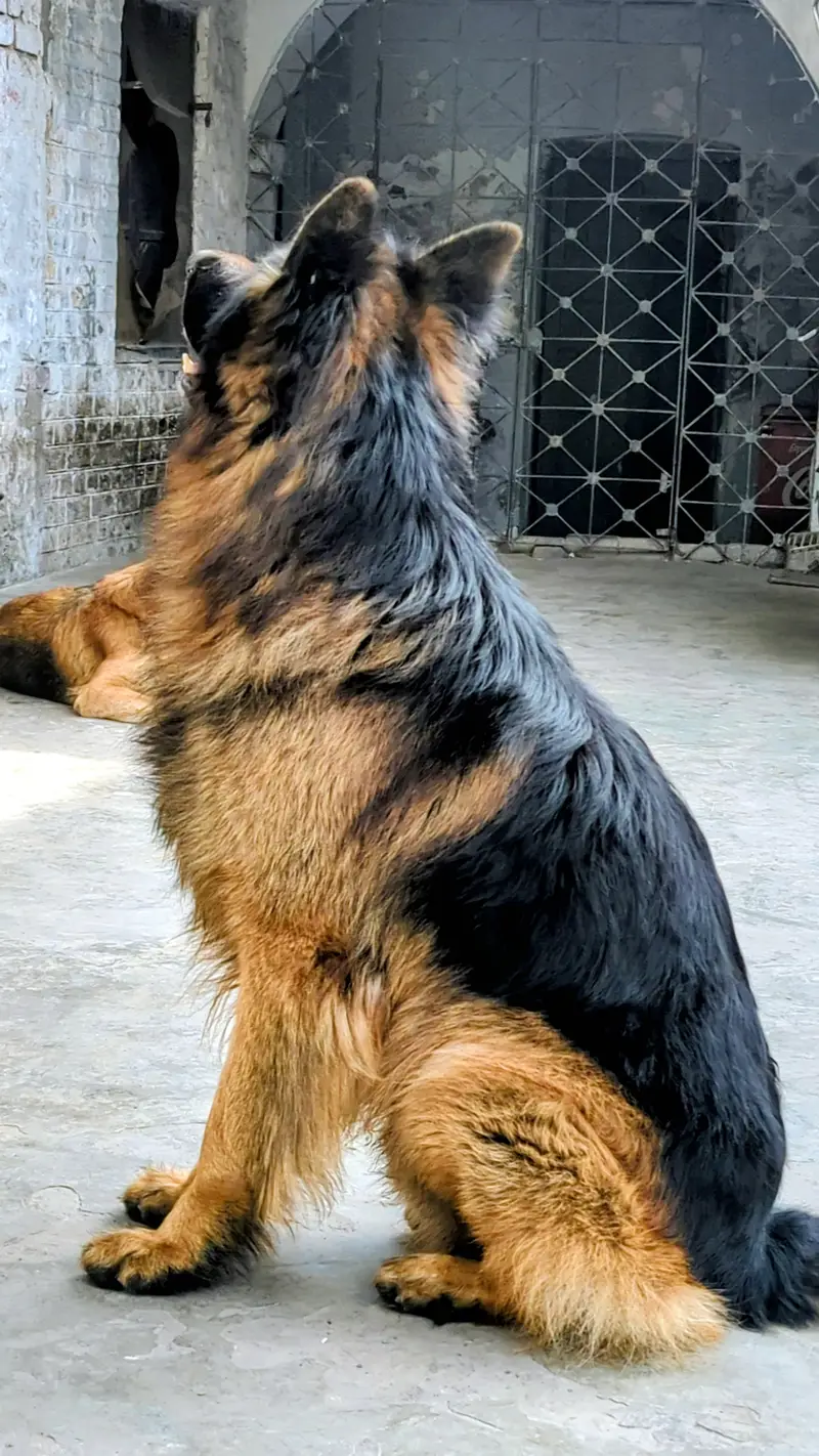 Pedigree Long Coat Male Available for stud - Not For Sale — photo 5