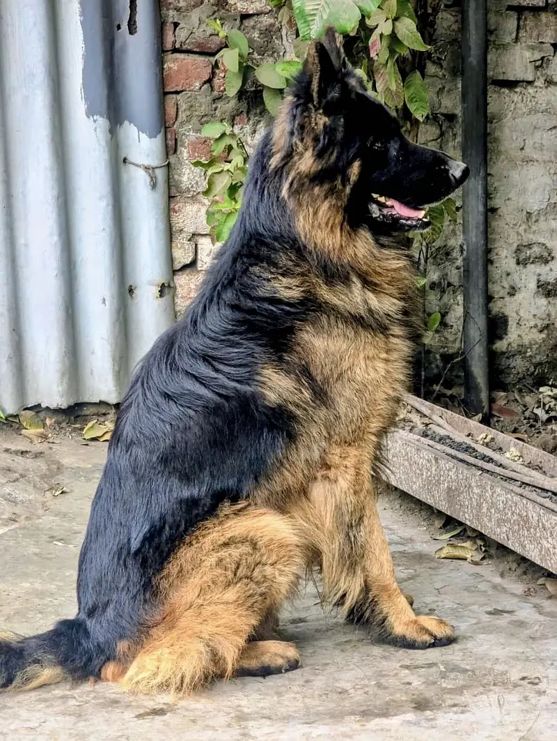 Pedigree Long Coat Male Available for stud - Not For Sale — photo 6
