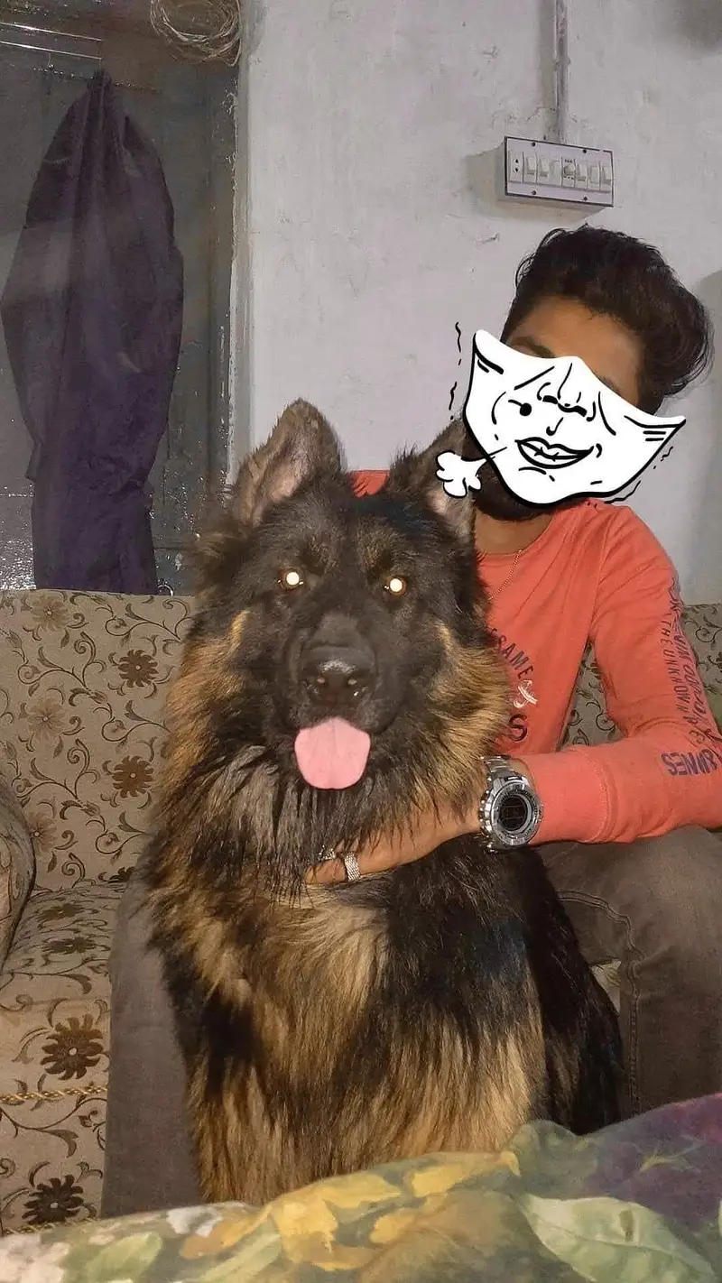 Pedigree Long Coat Male Available for stud - Not For Sale — photo 7
