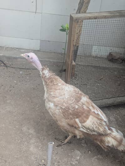 Turkey 2 Healthy home males for sale