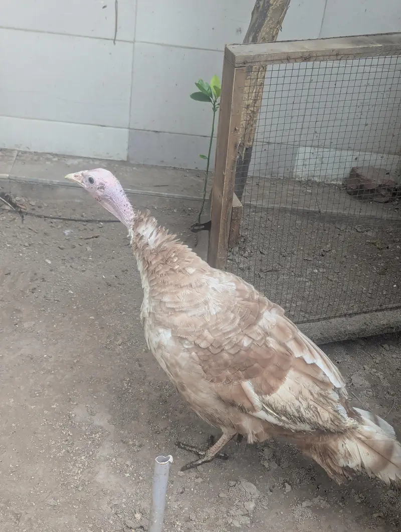 Turkey 2 Healthy home males for sale