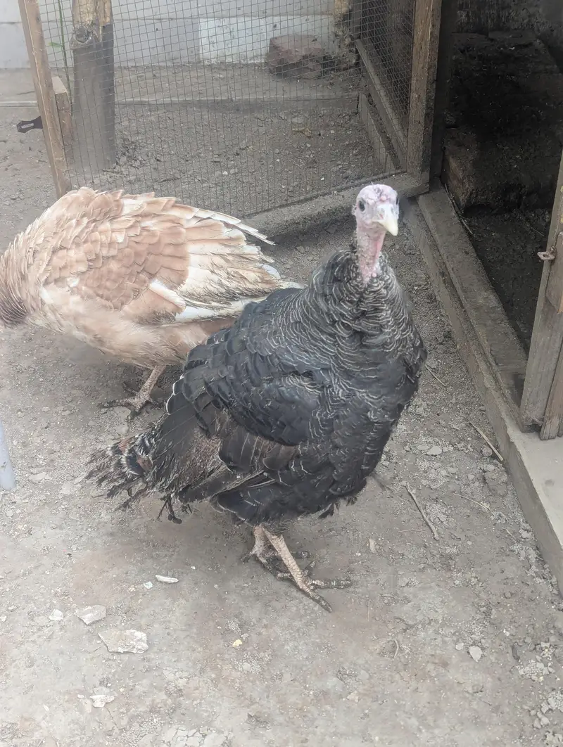Turkey 2 Healthy home males for sale — photo 2