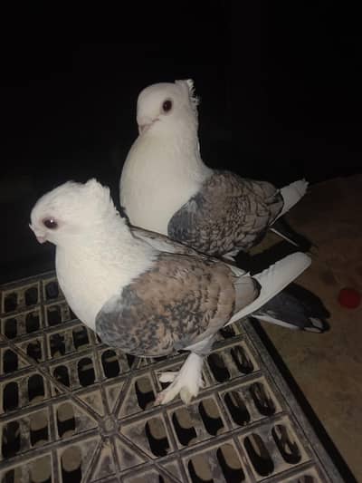 Sentinent Breeder Pair for sale