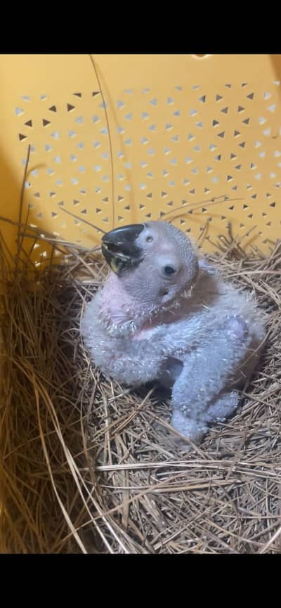 African grey parrot congo size baby finger miss