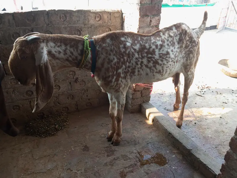 goat 1 — photo 2