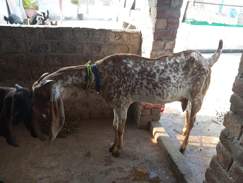 goat 1 — photo 3