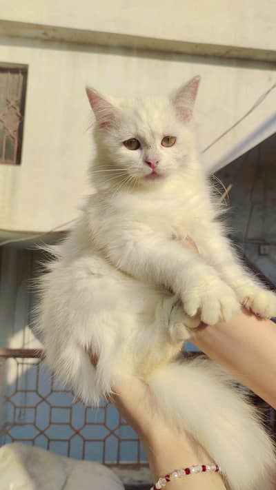 Persian cat / doll face /Cute/beautiful amazing