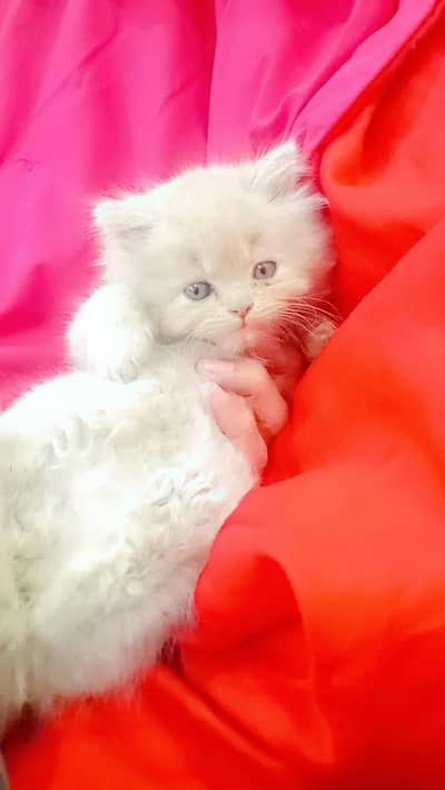 3 brown 2 white blue eyes kitten available