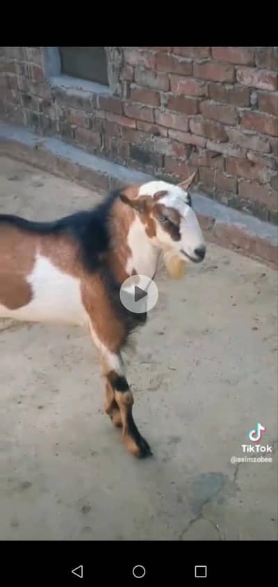 teddy bakra 03098289032