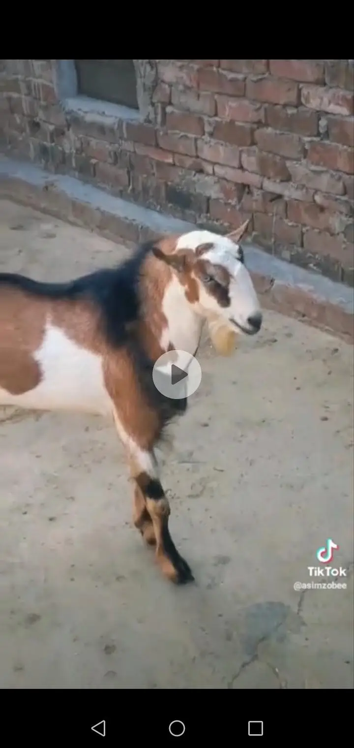 teddy bakra 03098289032