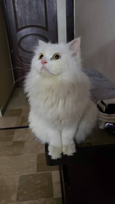 Persian Cat for sale