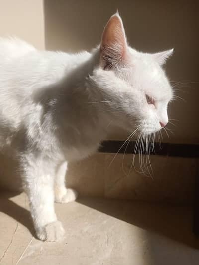 Persian cat