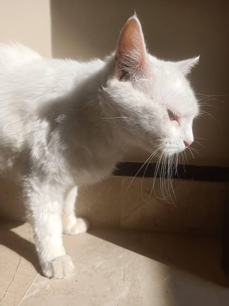 Persian cat 0