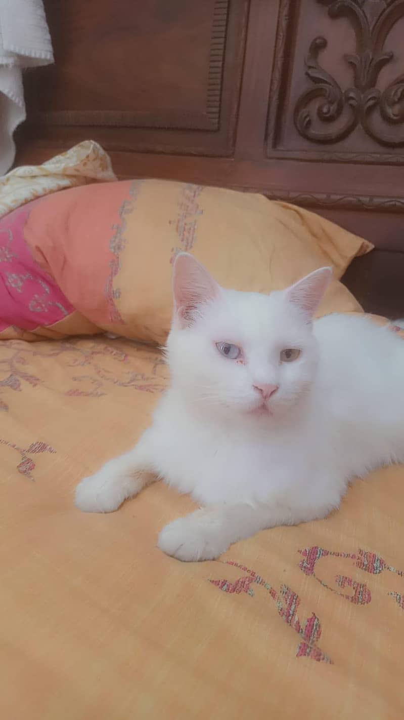 Persian cat 1
