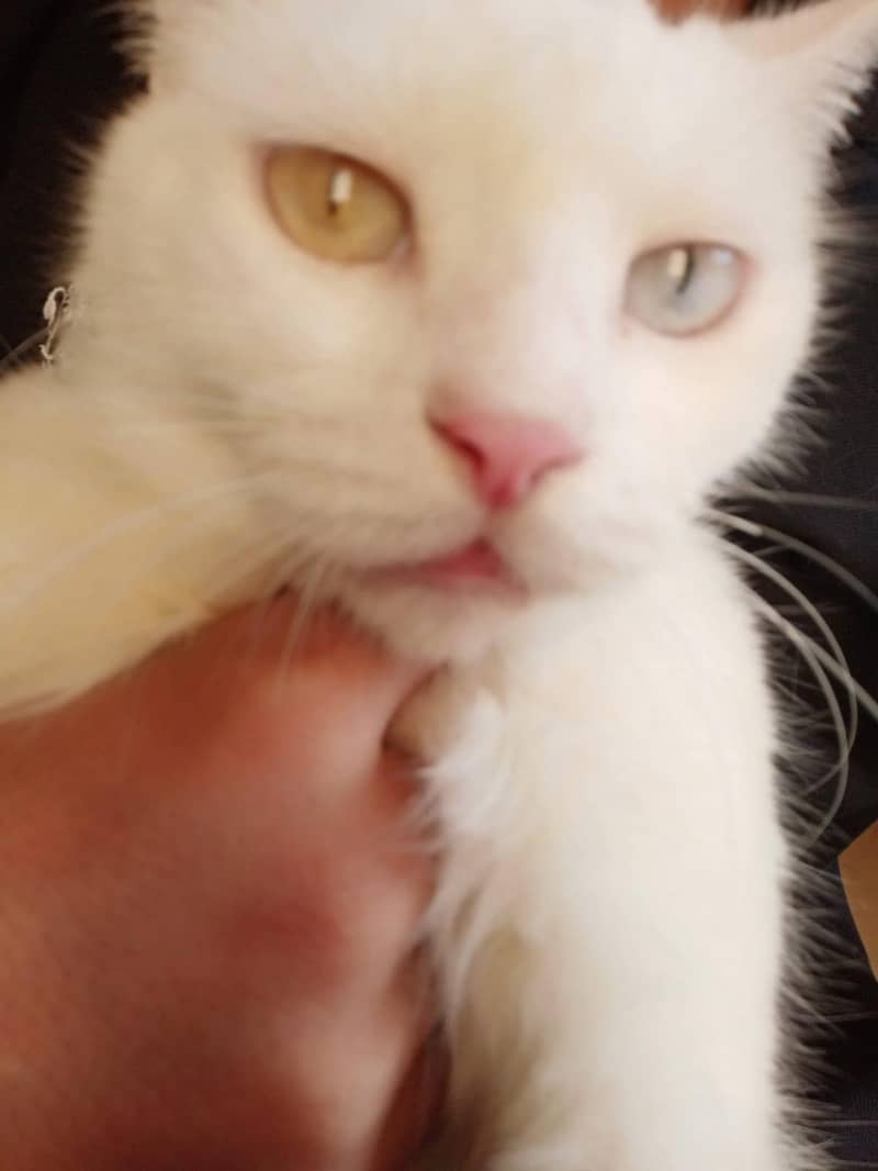 Persian cat 2