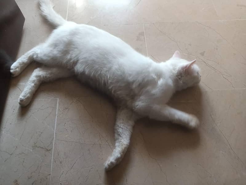 Persian cat 3