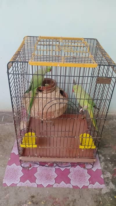 Talking Green Parrot Young Pair