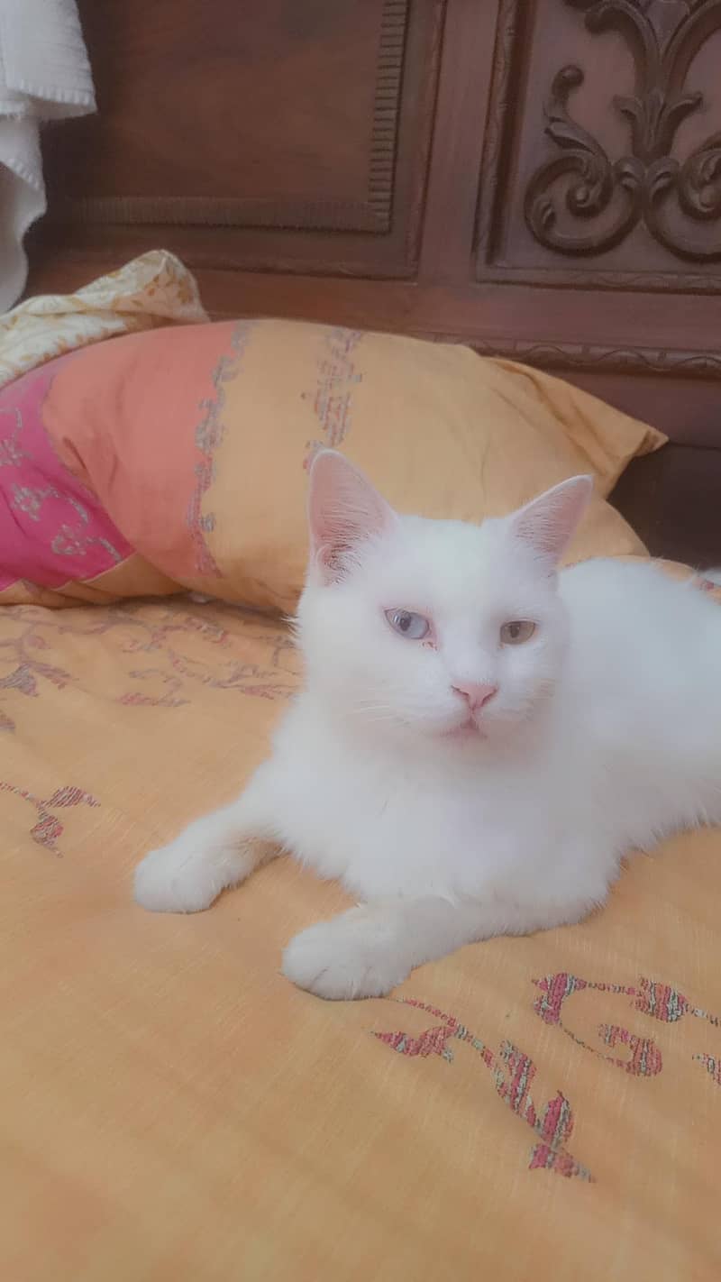 American Cat 1