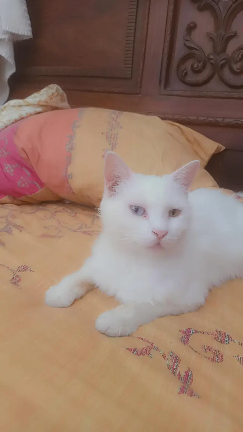 American Cat — photo 2