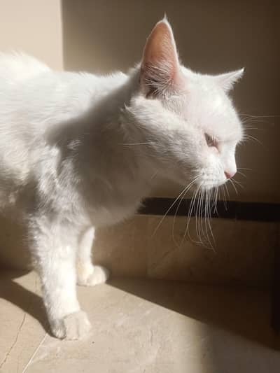 American Cat