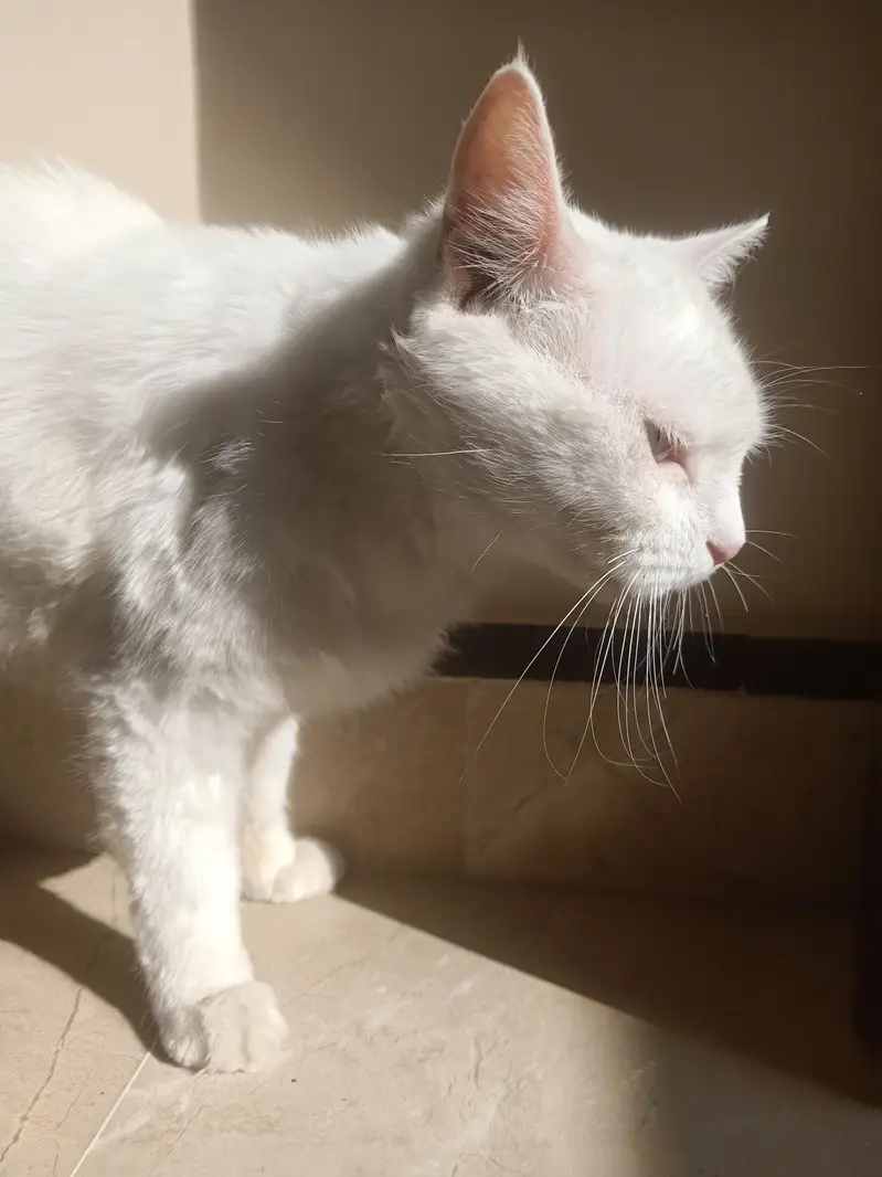 American Cat