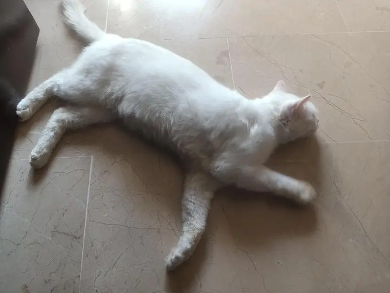 American Cat — photo 4