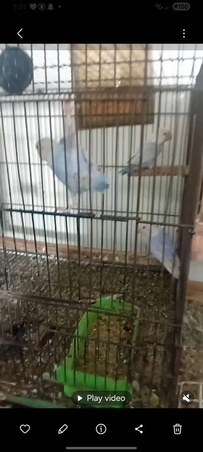 love birds