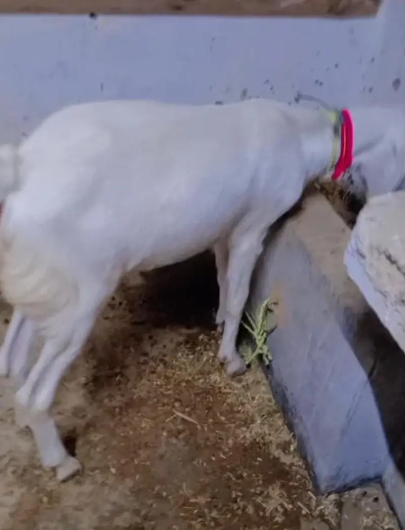 Beautiful and Healthy Gulabi Cross Ghar ke Bakre 2 danth khasi — photo 2