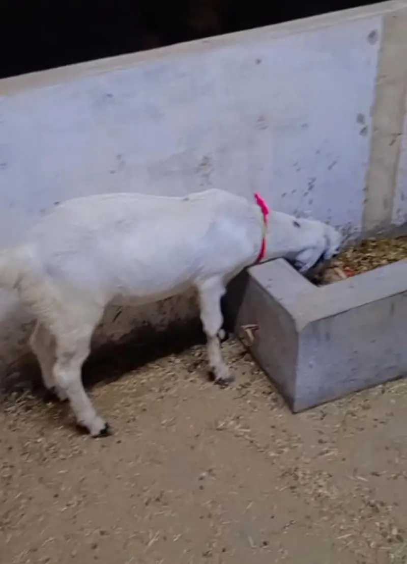 Beautiful and Healthy Gulabi Cross Ghar ke Bakre 2 danth khasi — photo 4