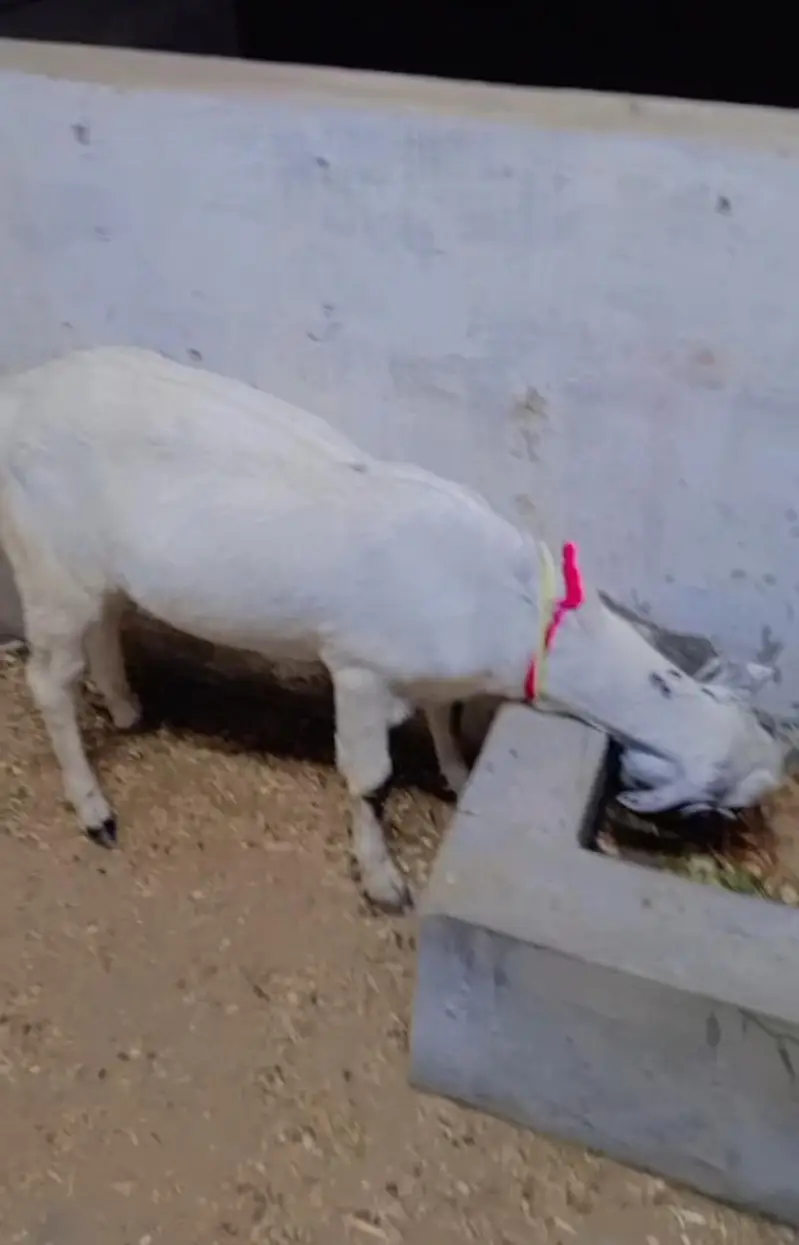 Beautiful and Healthy Gulabi Cross Ghar ke Bakre 2 danth khasi — photo 5