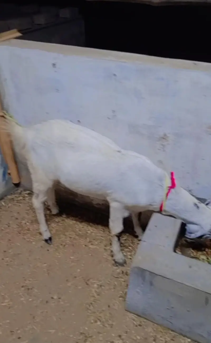 Beautiful and Healthy Gulabi Cross Ghar ke Bakre 2 danth khasi — photo 6