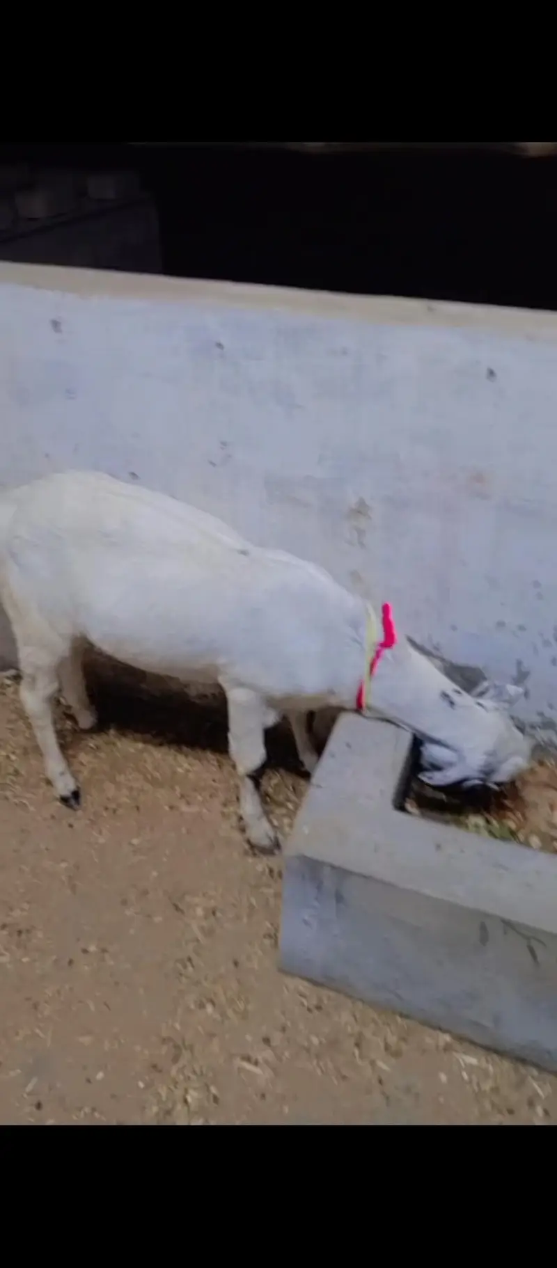 Beautiful and Healthy Gulabi Cross Ghar ke Bakre 2 danth khasi — photo 7