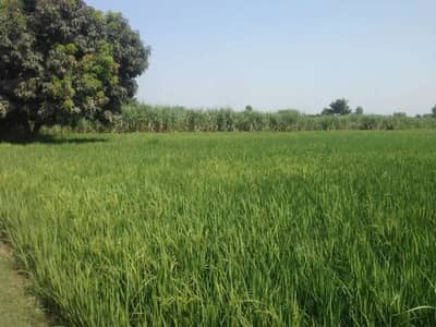 Agriculture Land