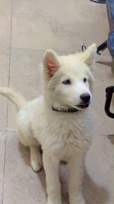 Syberian Husky blue eyes